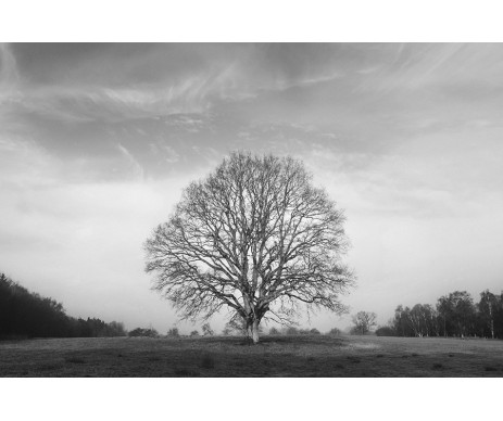 Desátá černobílá fotografie stromu pro vytvoření obrazu stromu života bez ozdobného rámu.