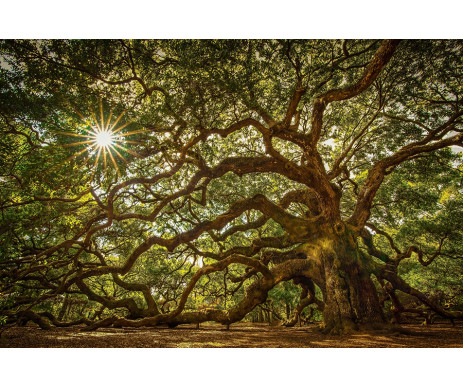 Jedenáctá fotografie stromu pro vytvoření obrazu stromu života bez ozdobného rámu.
