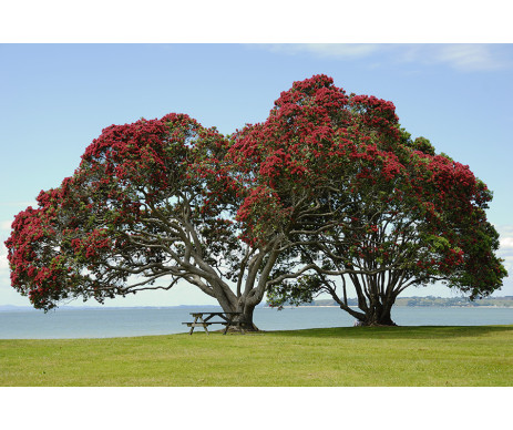 Dvanáctá fotografie stromu pro vytvoření obrazu stromu života bez ozdobného rámu.