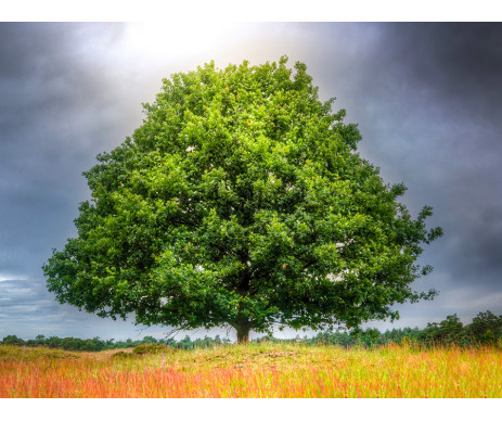 Fotografie stromu č. 13 pro zhotovení obrazu stromu života. Obraz je vyrobený bez ozdobného rámu.