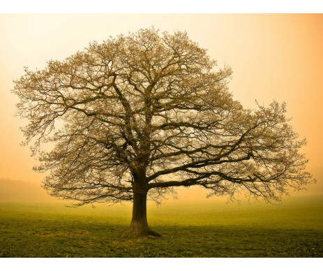 Fotografie stromu č. 14 pro zhotovení obrazu stromu života. Obraz je vyrobený bez ozdobného rámu.