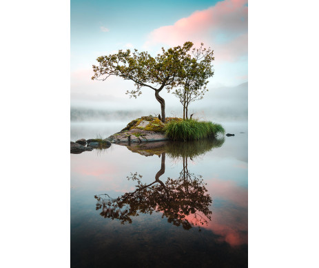Osmá fotografie stromu pro zhotovení obrazu stromu života bez ozdobného rámu.