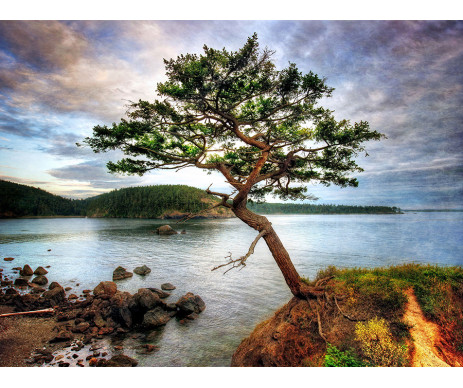 Fotografie stromu č. 9 pro zhotovení obrazu stromu života. Obraz je vyroben bez ozdobného rámu.